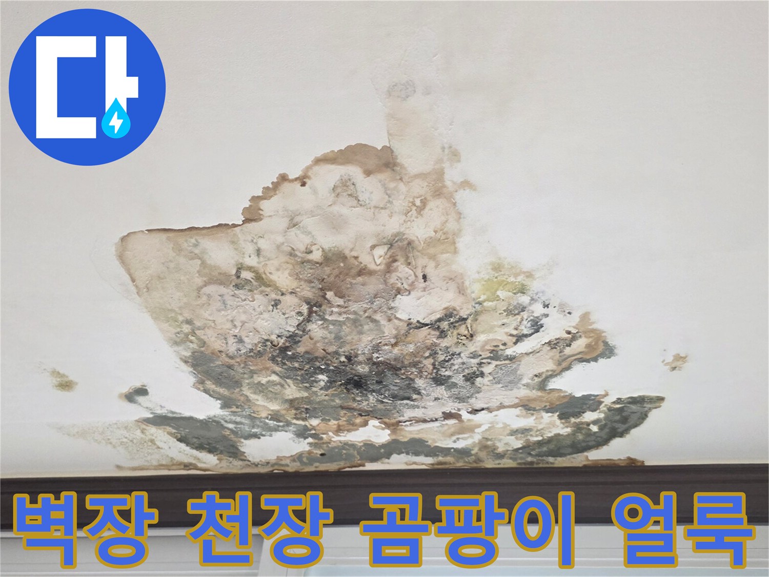 심하게 변색된 천장 석고보드와 곰팡이 번식 부위
