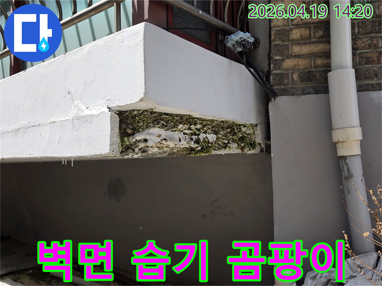 벽면에-누수로-인해-습기가-차고-초록색-곰팡이가-심하게-번식한-모습