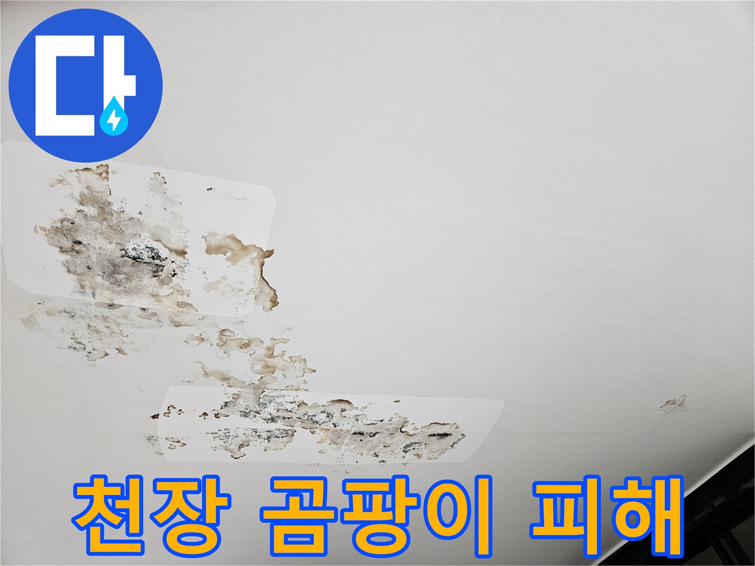 심하게 오염된 아파트 천장의 곰팡이와 물 얼룩 부위