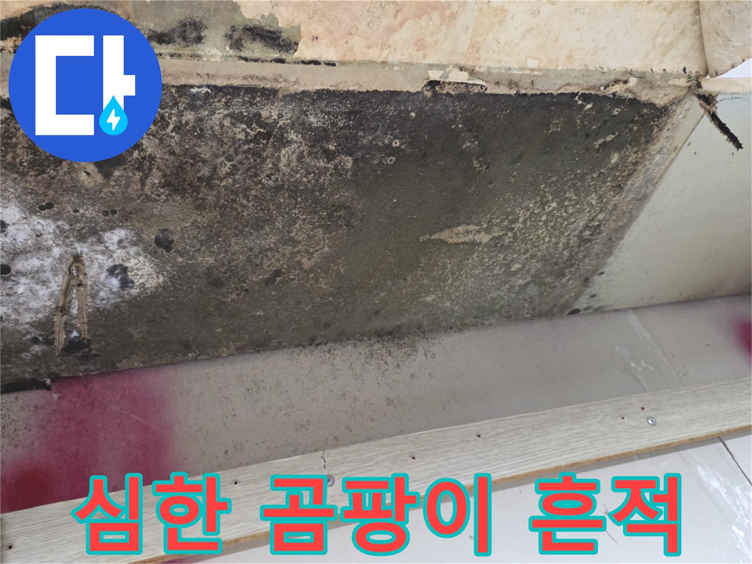 검은 곰팡이가 넓게 퍼진 천장 내부의 오염된 모습