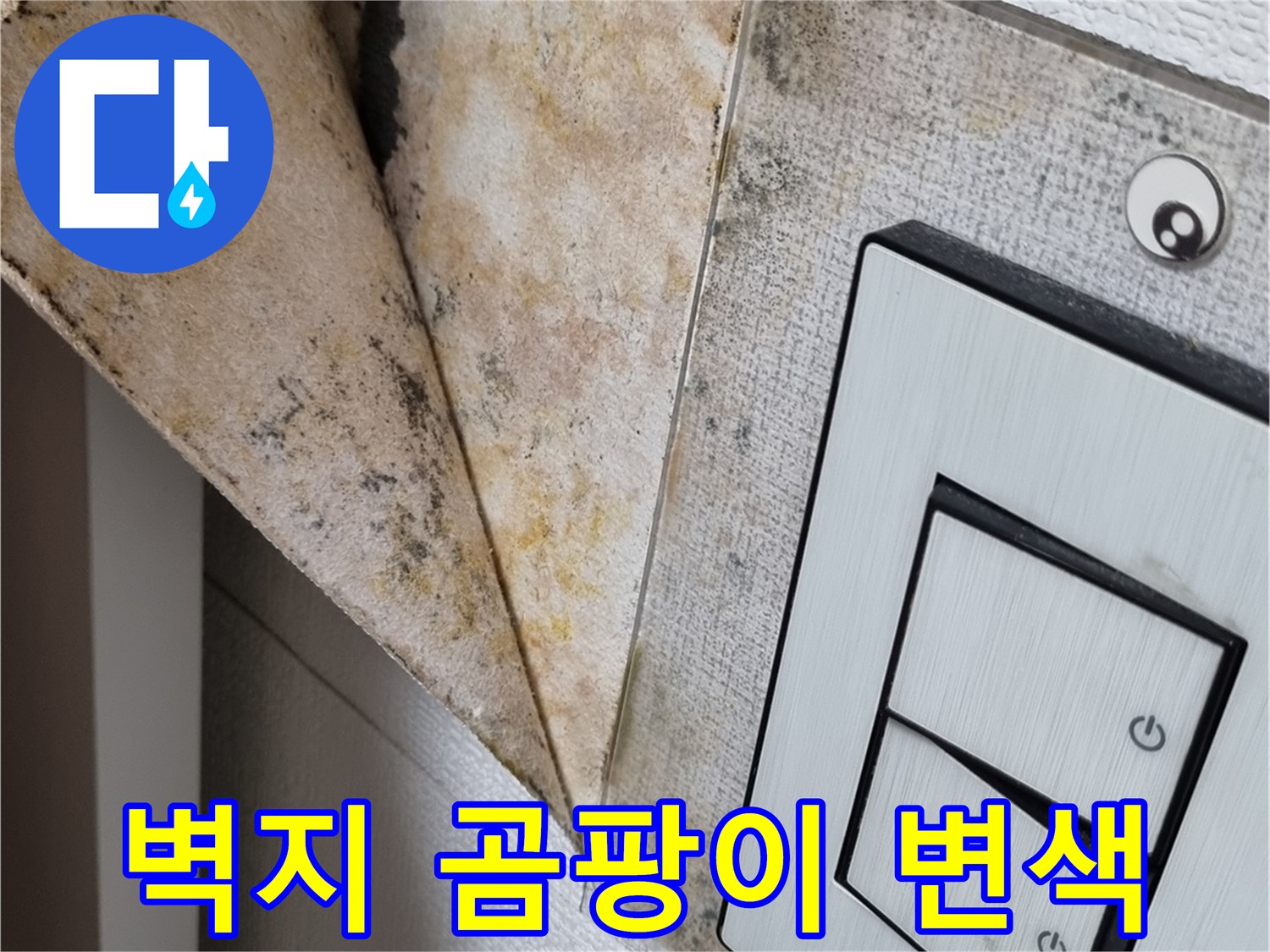 천장-스위치-주변-곰팡이-현황