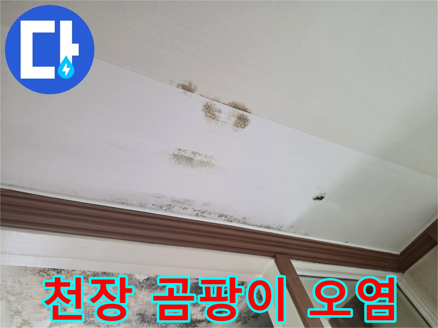 물자국을 따라 발생한 천장의 검은 곰팡이