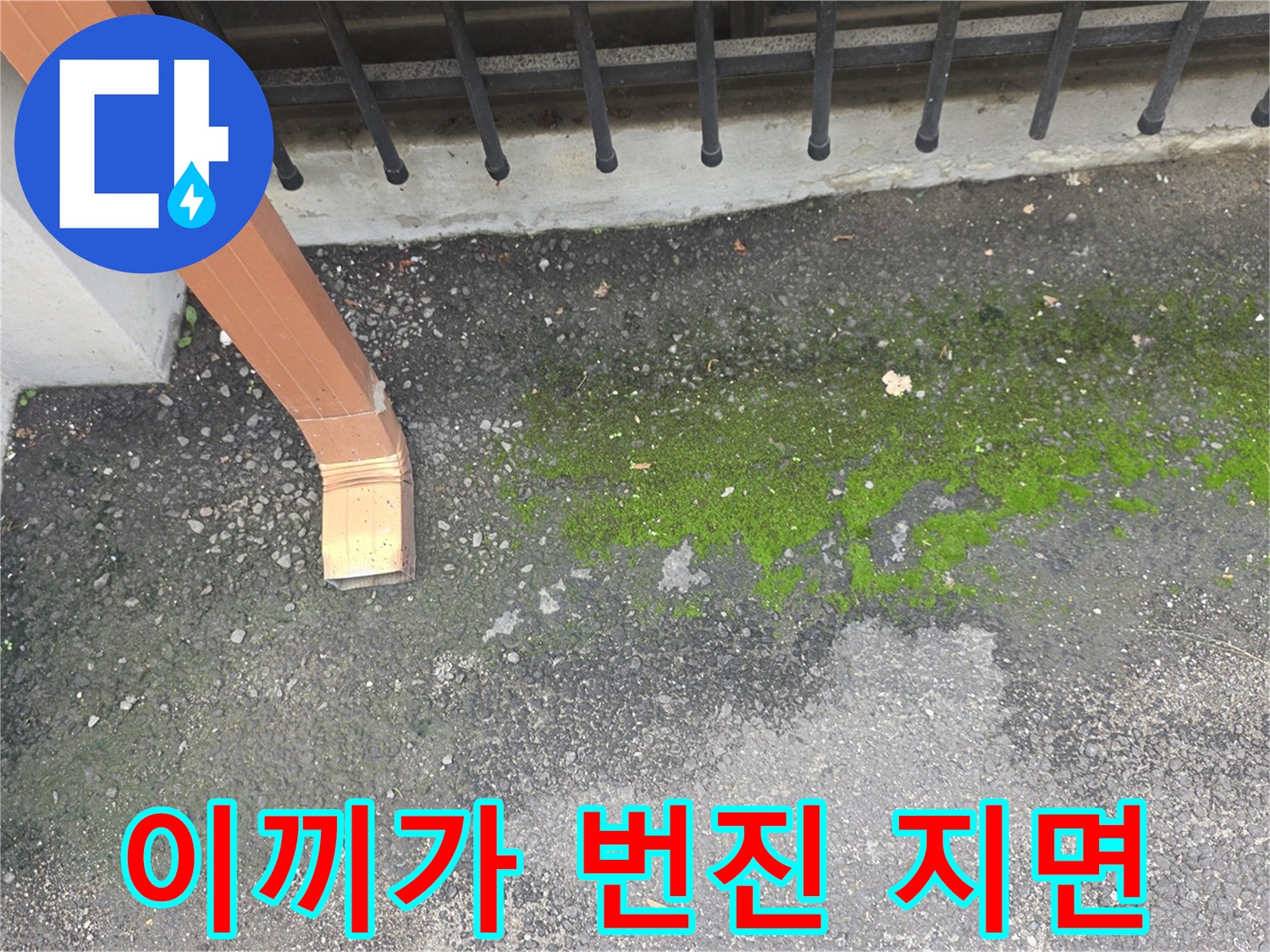 배수 불량으로-이끼가-두껍게-앉은-우수관-하단