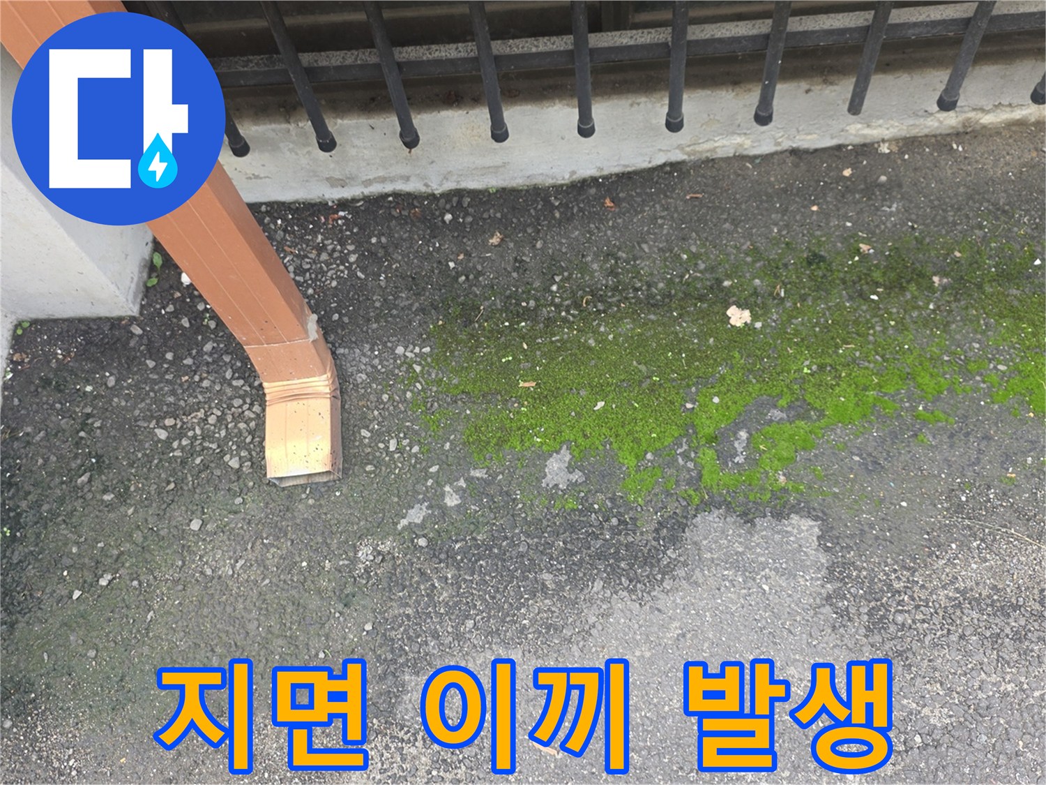 배수구-인근-지면에-발생한-초록색-이끼