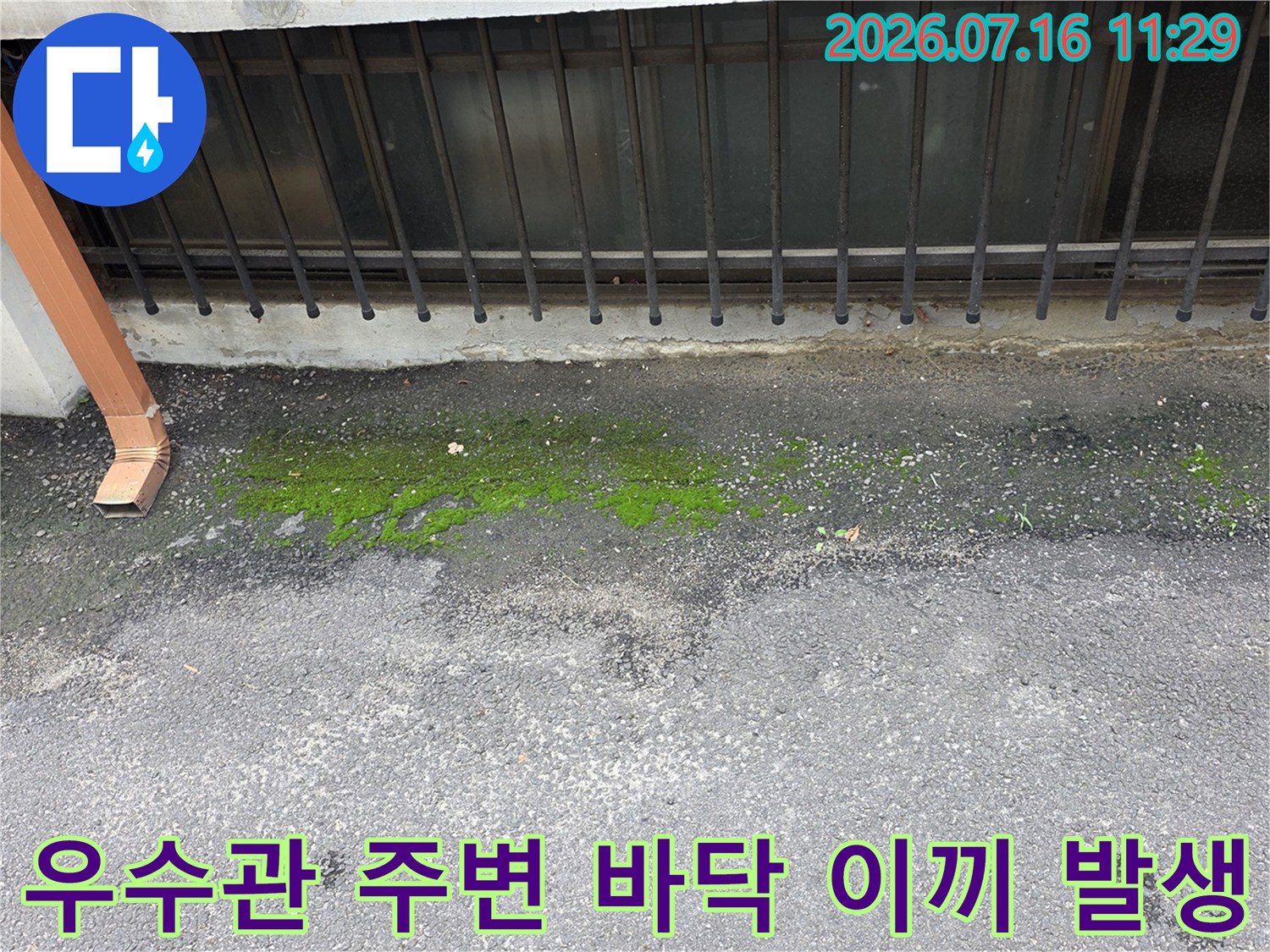 콘크리트 바닥에 이끼가 낀 우수관 배출부와 물 고임 현상