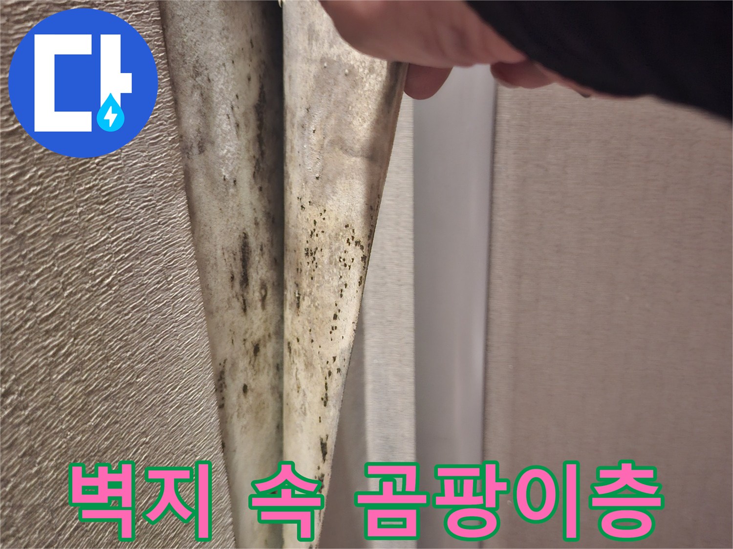 벽지를-분리하여-드러난-벽면의-곰팡이-오염