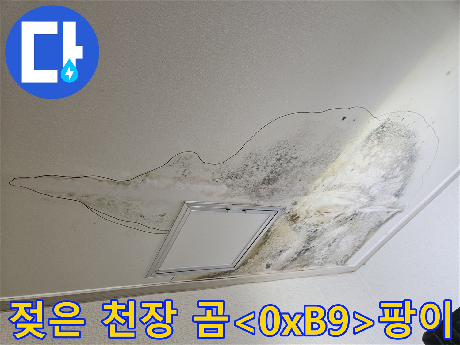 심하게 오염된 주방 천장의 곰팡이 분포 범위