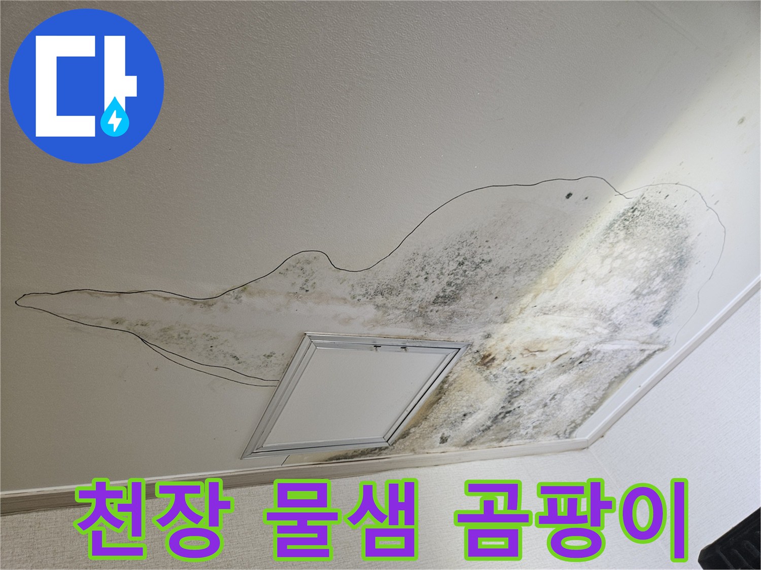 주방 천장 점검구 주변에 광범위하게 발생한 곰팡이 오염