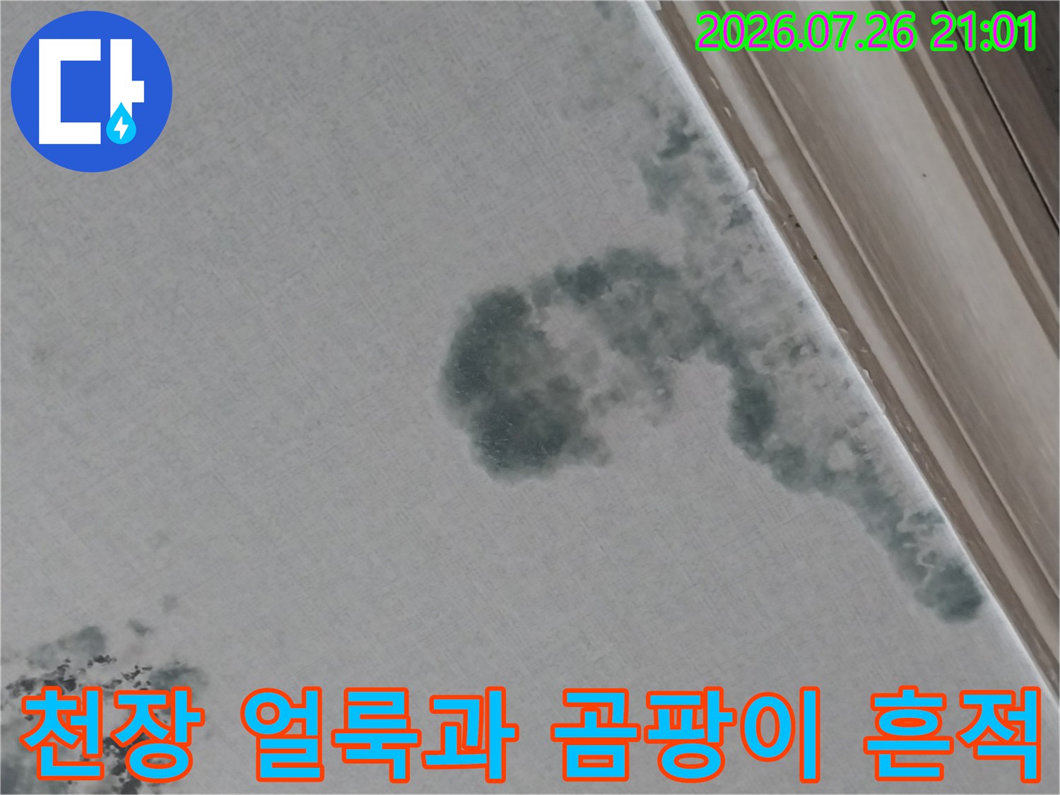 거실 천장에 발생한 푸른색 계열의 넓은 범위의 곰팡이와 누수 얼룩