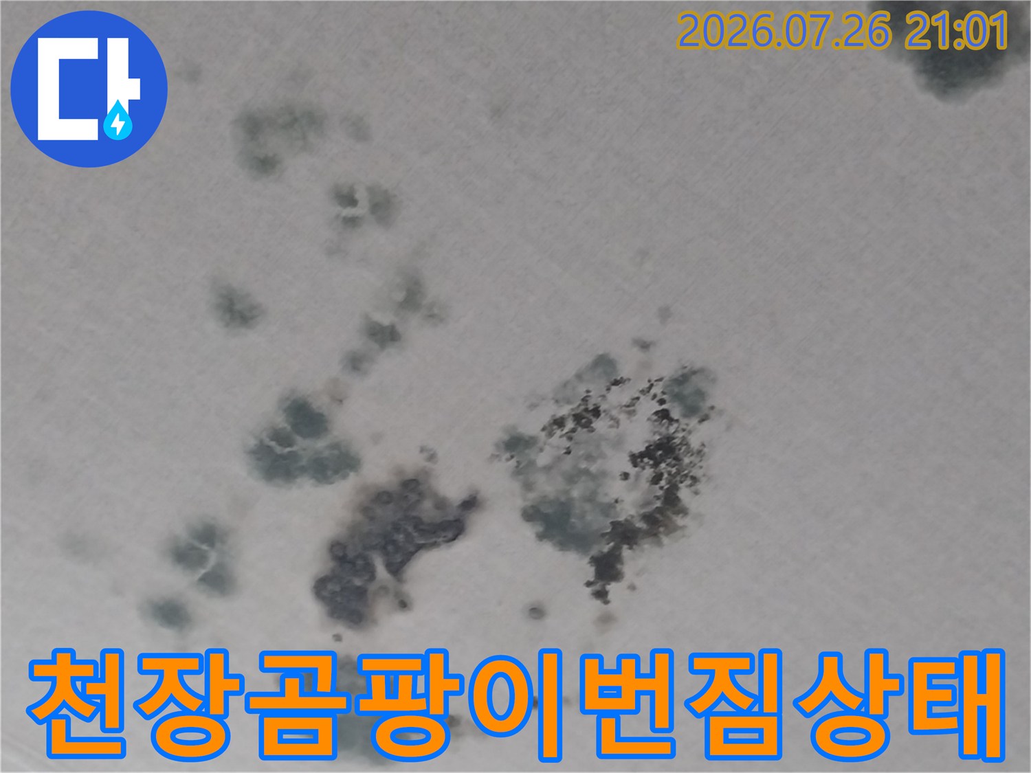 거실 천장의 곰팡이 오염과 물 얼룩의 분포 상태