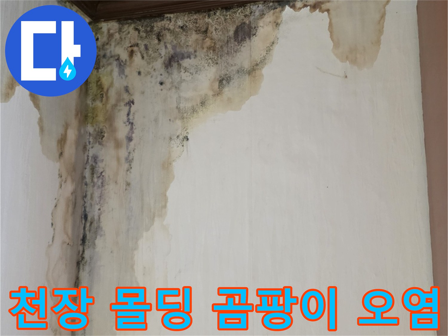 몰딩 주위로 번진 검은색 곰팡이와 젖은 벽지 상태