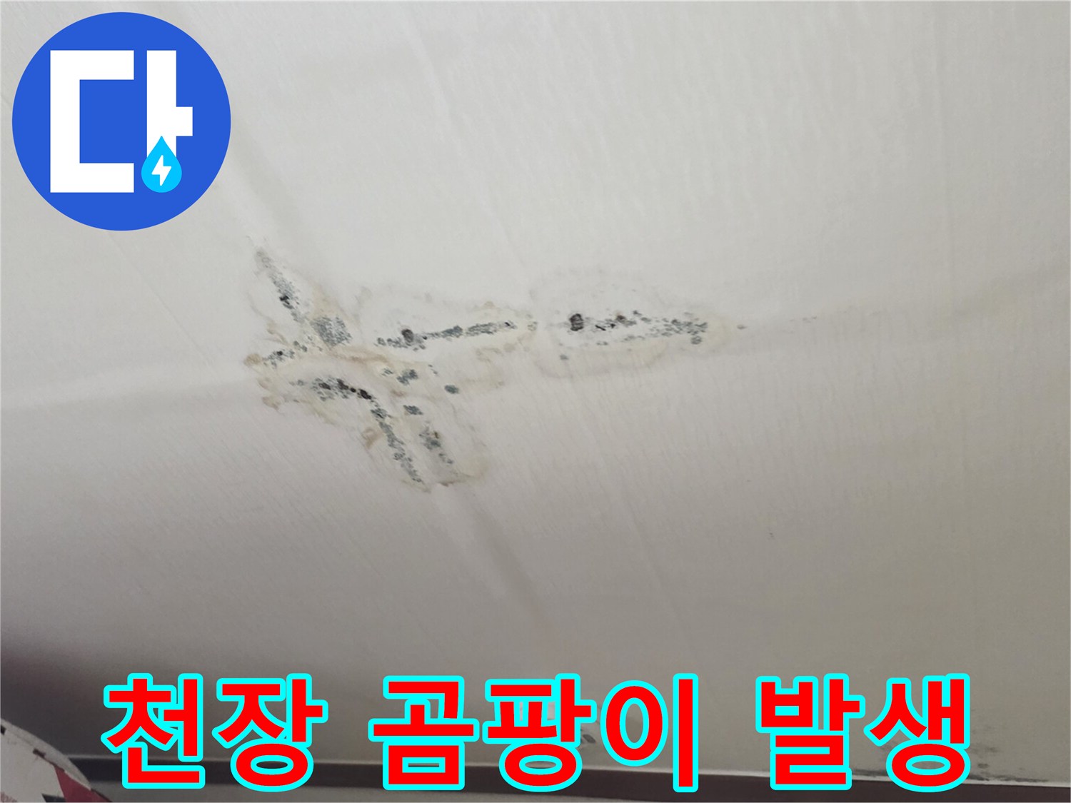 분당 구미동-천장에 번진 검은색 곰팡이 얼룩