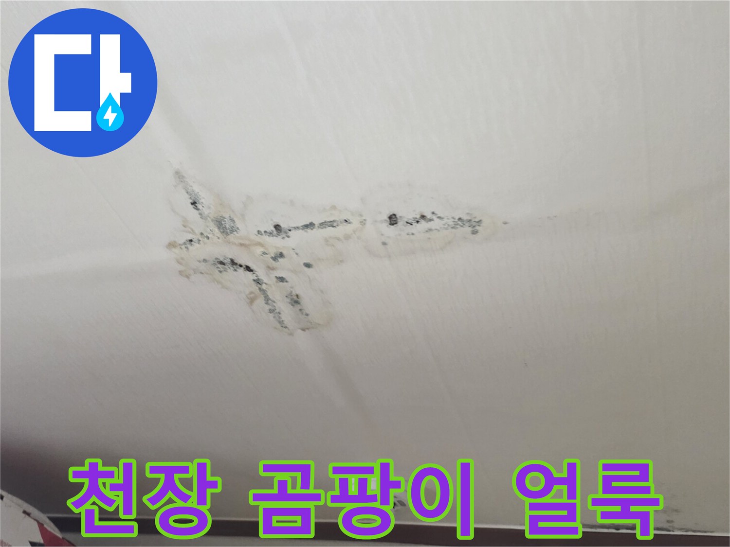 분당 구미동 아파트 천장에 발생한 검은색 곰팡이와 물자국