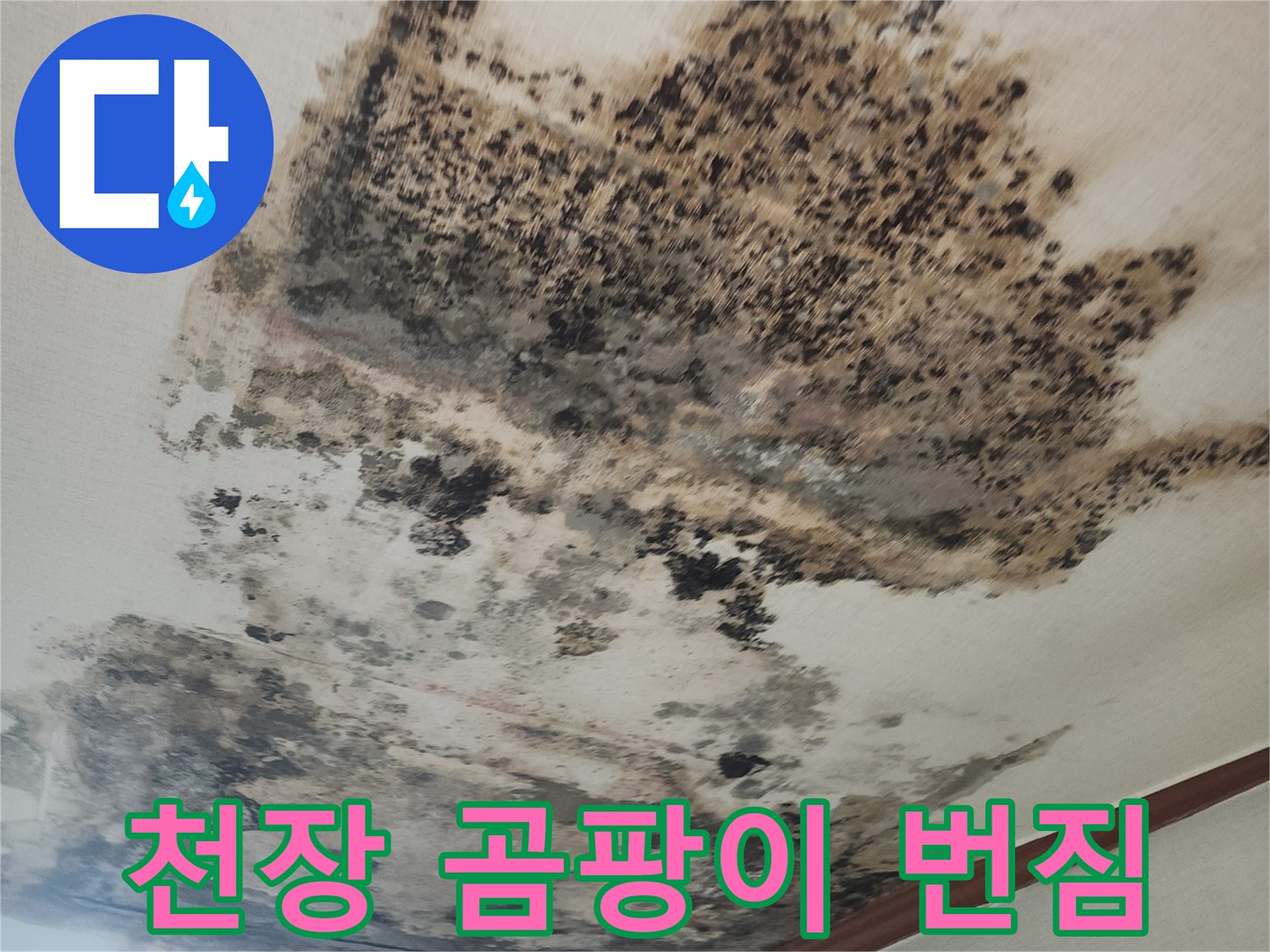넓게 퍼진 검은색 곰팡이와 누수 흔적이 있는 천장