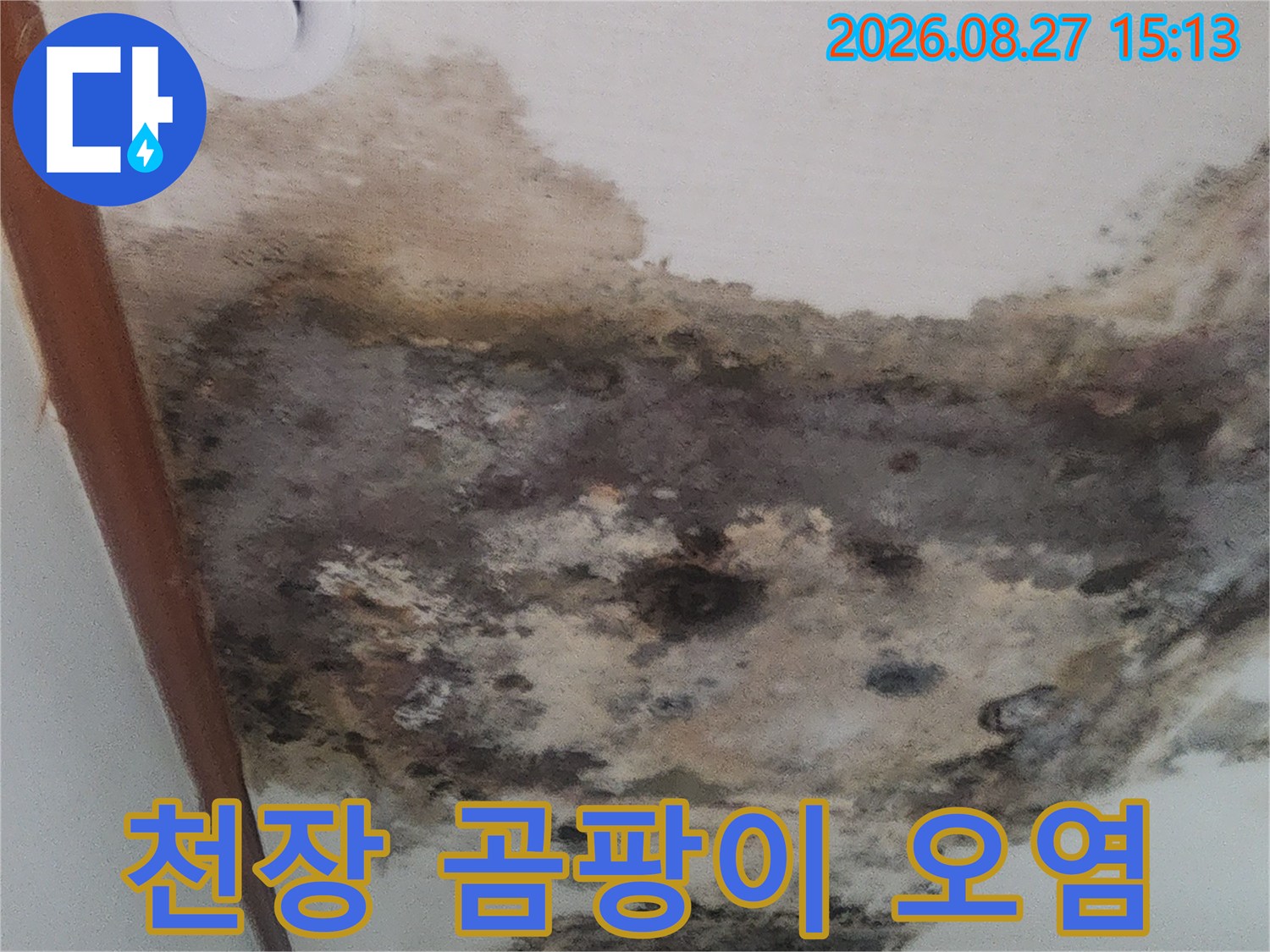 심하게 오염된 거실 천장 벽지의 누수 및 곰팡이 현상