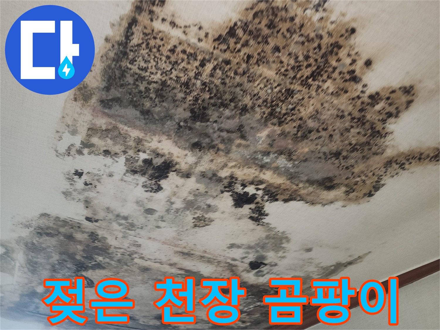 심하게 오염된 거실 천장의 곰팡이 번식 상태