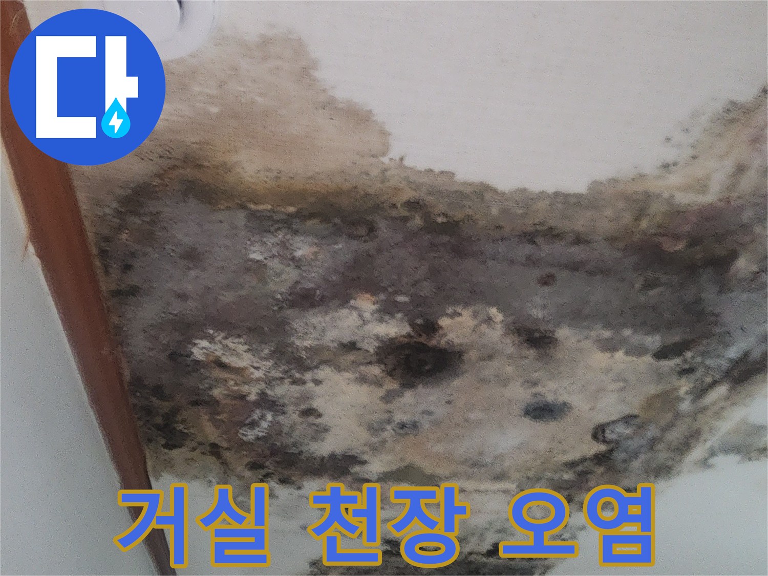 아랫집 거실 천장에 발생한 넓은 범위의 누수 자국과 곰팡이 사진