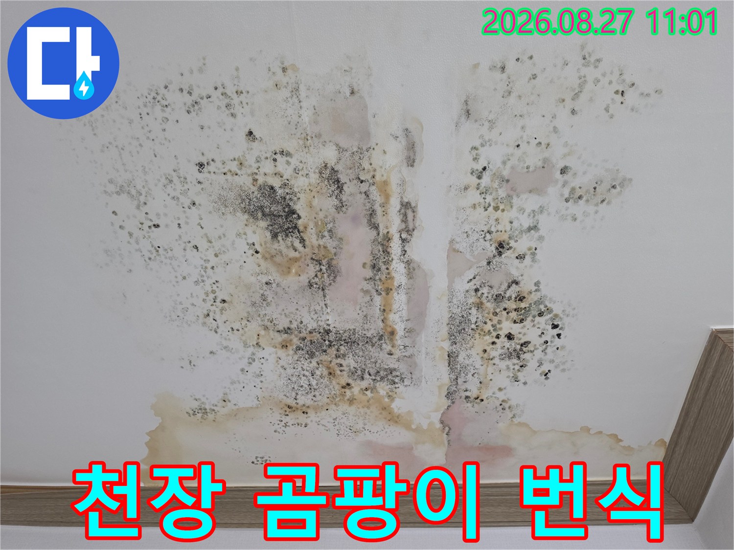 천장에 넓게 퍼진 검은색 곰팡이와 갈색 누수 자국