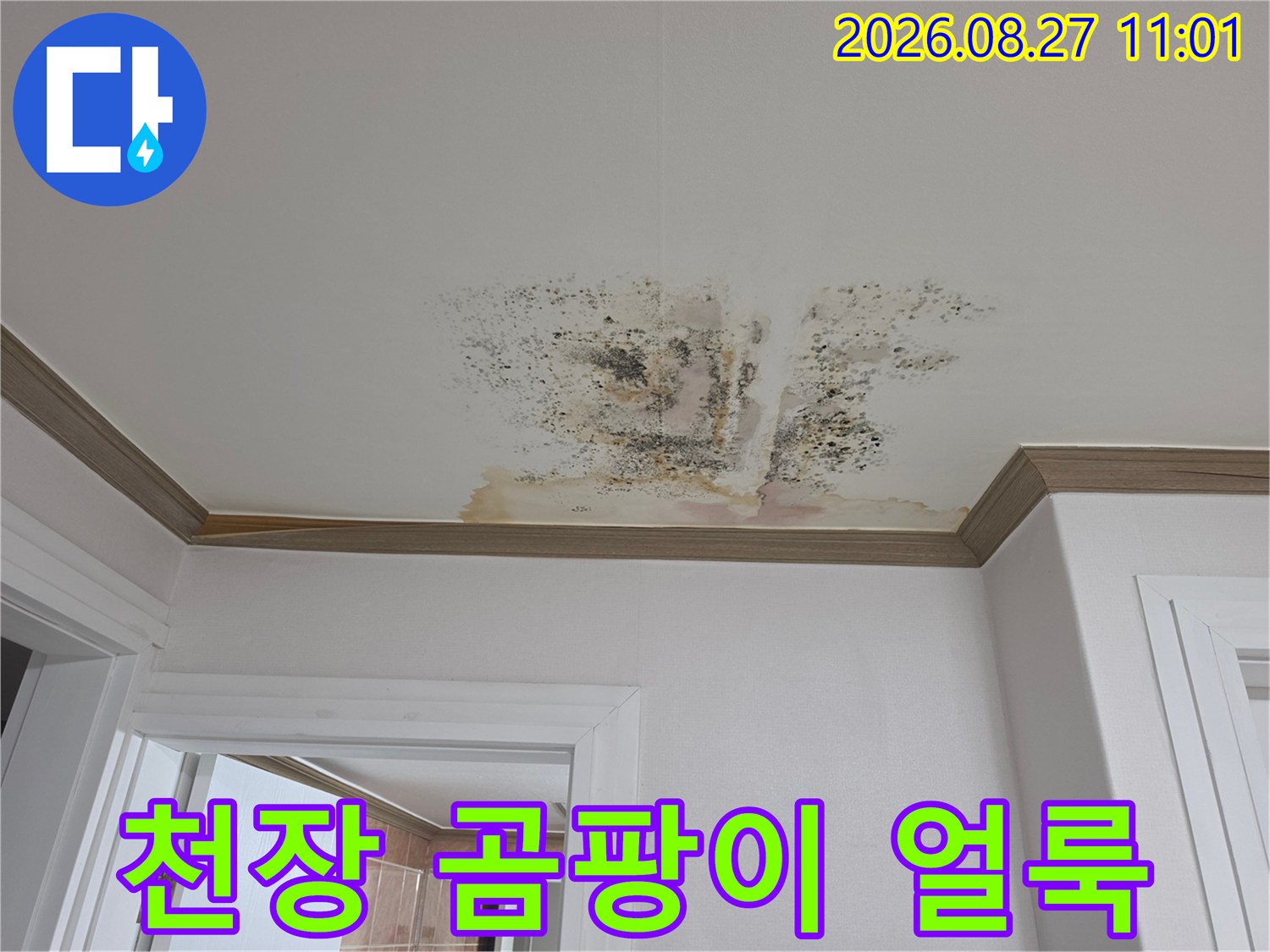 천장에 발생한 짙은 색의 곰팡이와 누수 흔적