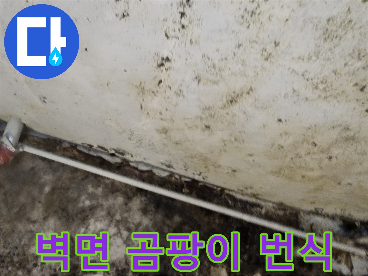 검은 곰팡이가 넓게 분포된 지하실 내부 벽면 사진