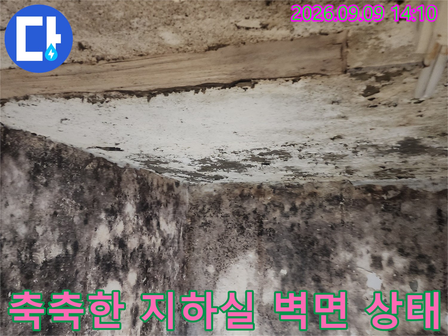 곰팡이로 오염된 내부-지하실의 습한 벽면과 모서리