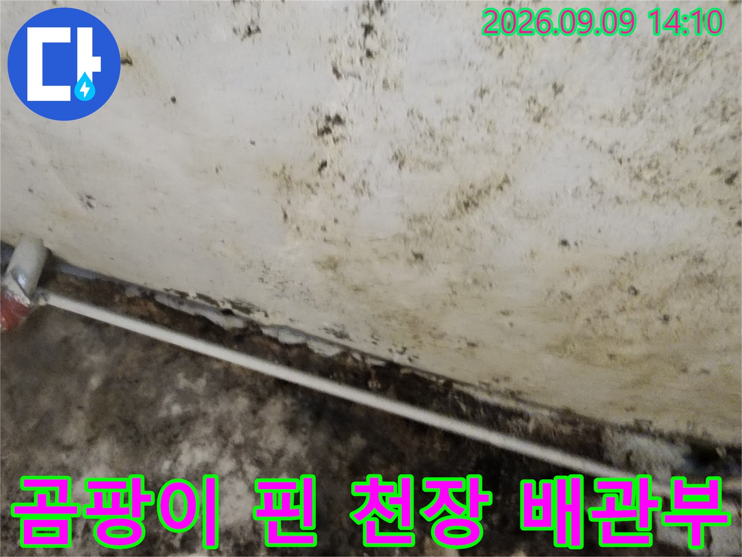 배관 주변으로 넓게 퍼진 지하실 천장의 곰팡이 흔적
