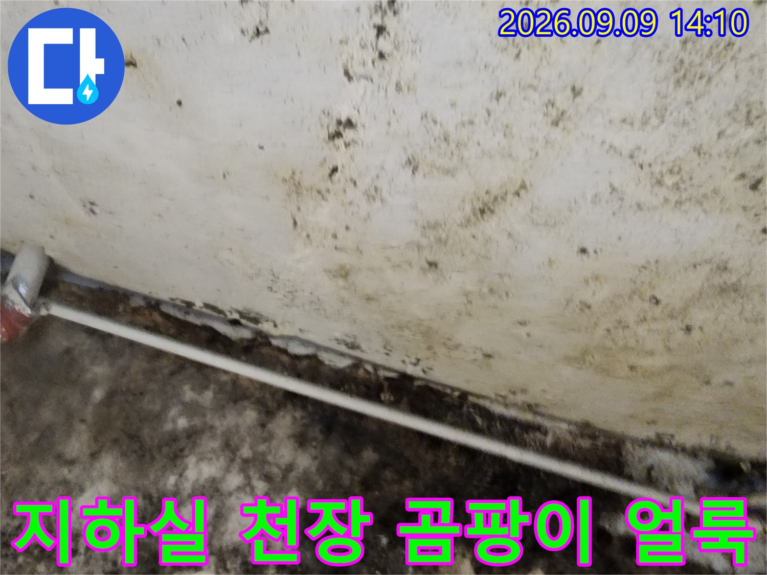 서초구 염곡동 지하실 천장 벽면에 발생한 심한 곰팡이와 습기 흔적
