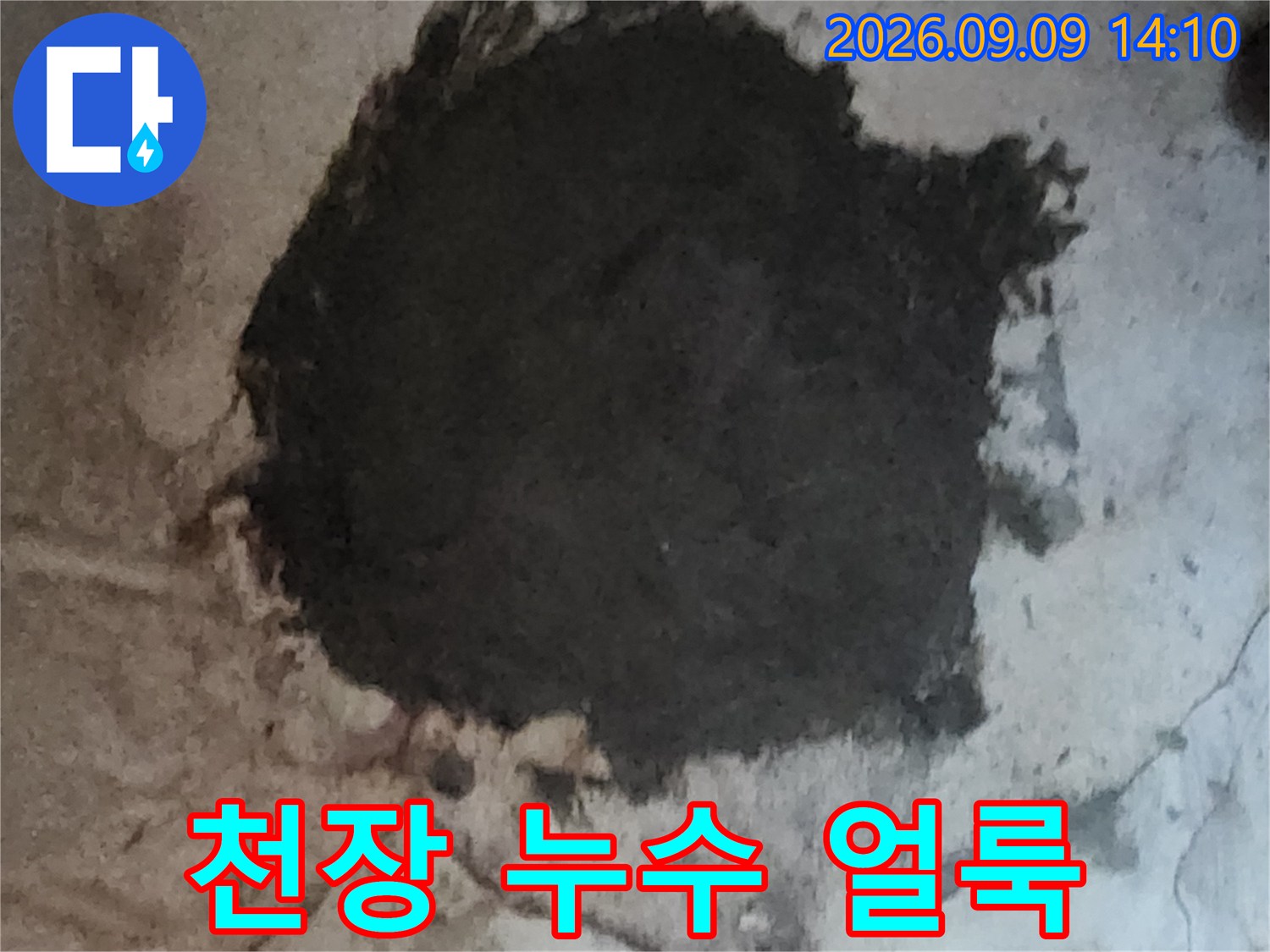 천장 마감재를 따라 번진 검은색 곰팡이와 물자국